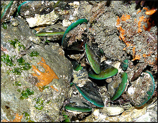 Perna viridis (Linnaeus, 1758) Asian Green Mussel In Situ