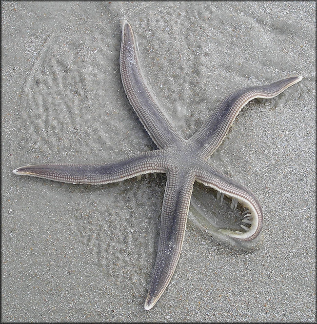 Luidia clathrata (Say, 1825) Lined Sea Star