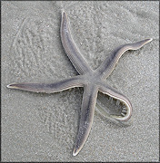 Luidia clathrata (Say, 1825) Lined Sea Star