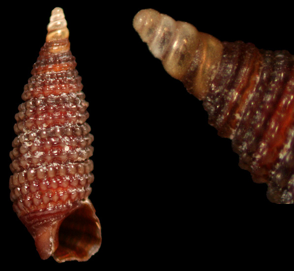 Cerithiopsis dominguezi Roln and Espinosa, 1996