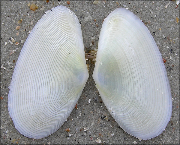 Eurytellina alternata (Say, 1822) Alternate Tellin