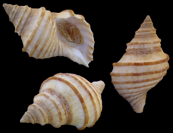 Neptunea lyrata decemcostata (Say, 1826) Wrinkle Whelk