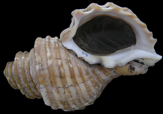 Neptunea lyrata decemcostata (Say, 1826) Wrinkle Whelk