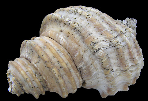 Neptunea lyrata decemcostata (Say, 1826) Wrinkle Whelk