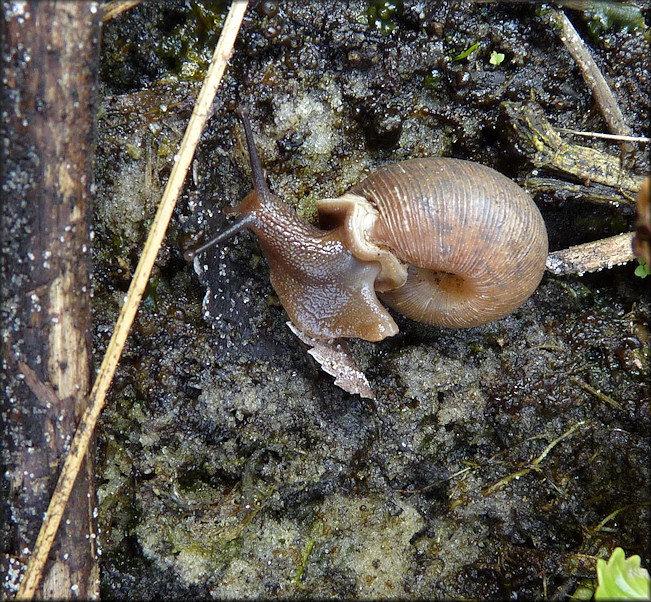 Daedalochila auriculata From Old St. Augustine Road In Situ