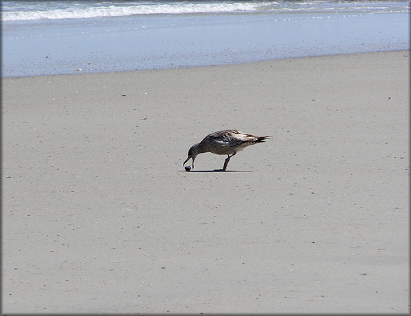 Gull with Neverita duplicata (Say, 1822) [Shark Eye]