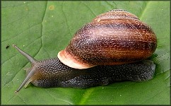 Otala punctata (Mller, 1774)