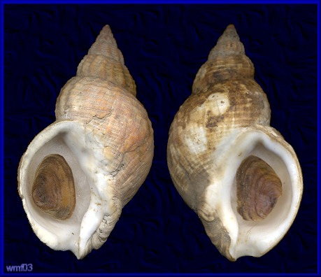 Sinistral Buccinum undatum Linnaeus, 1758