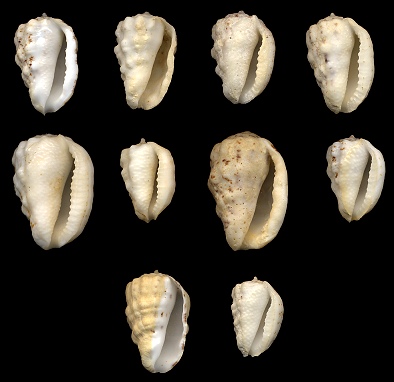 Morum oniscus (Linnaeus, 1767) Group Image