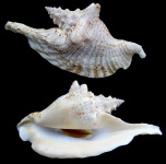 Lobatus gallus (Linnaeus, 1758) Roostertail Conch