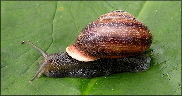 Otala punctata (Mller, 1774)