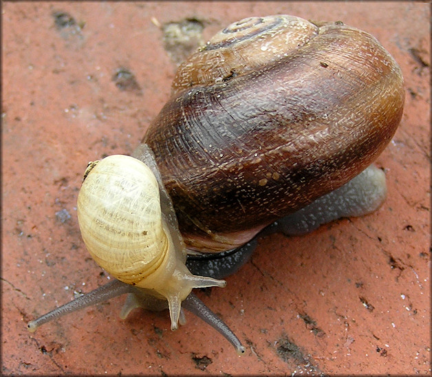 Succinea campestris Say, 1818 Crinkled Ambersnail