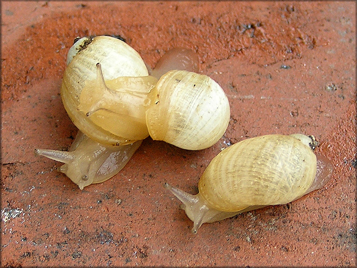 Succinea campestris Say, 1818 Crinkled Ambersnail