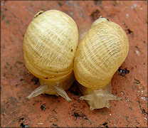 Succinea campestris Say, 1818 Crinkled Ambersnail