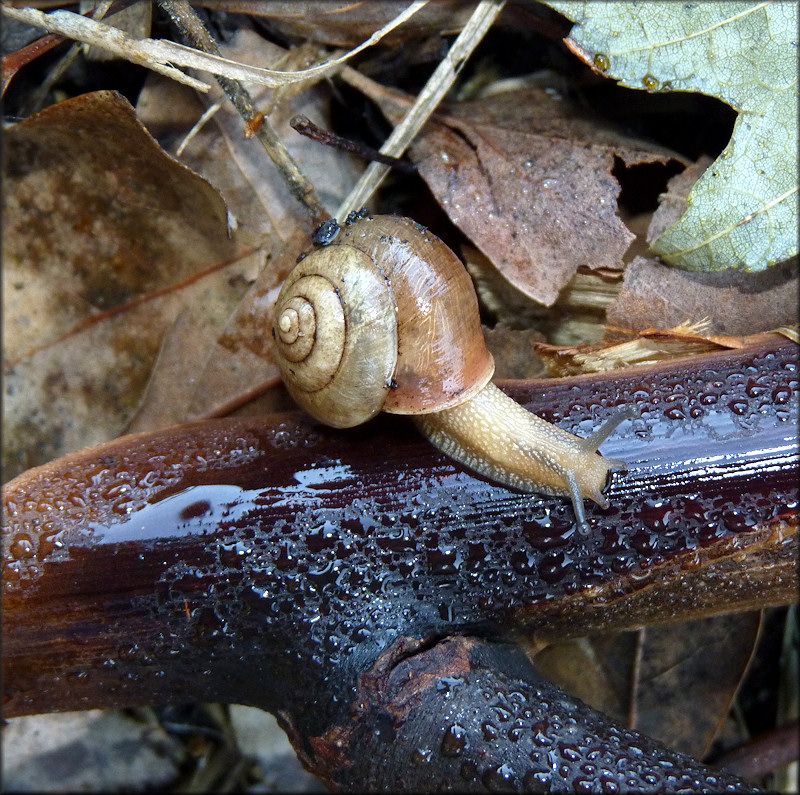 Bradybaena similaris (Frussac, 1821)