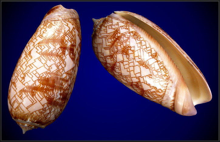 Oliva porphyria (Linnaeus, 1758)