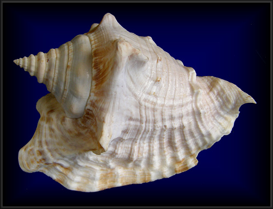 Lobatus raninus (Gmelin, 1791) Hawkwing Conch