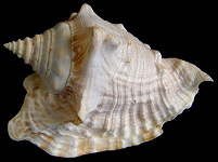 Lobatus raninus (Gmelin, 1791) Hawkwing Conch