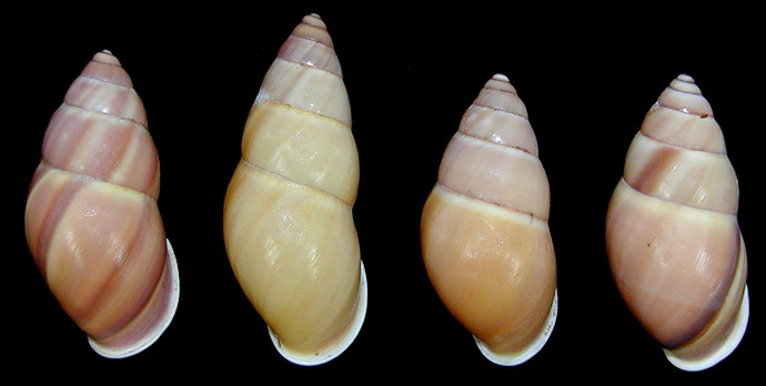 Amphidromus chloris (Reeve, 1848)