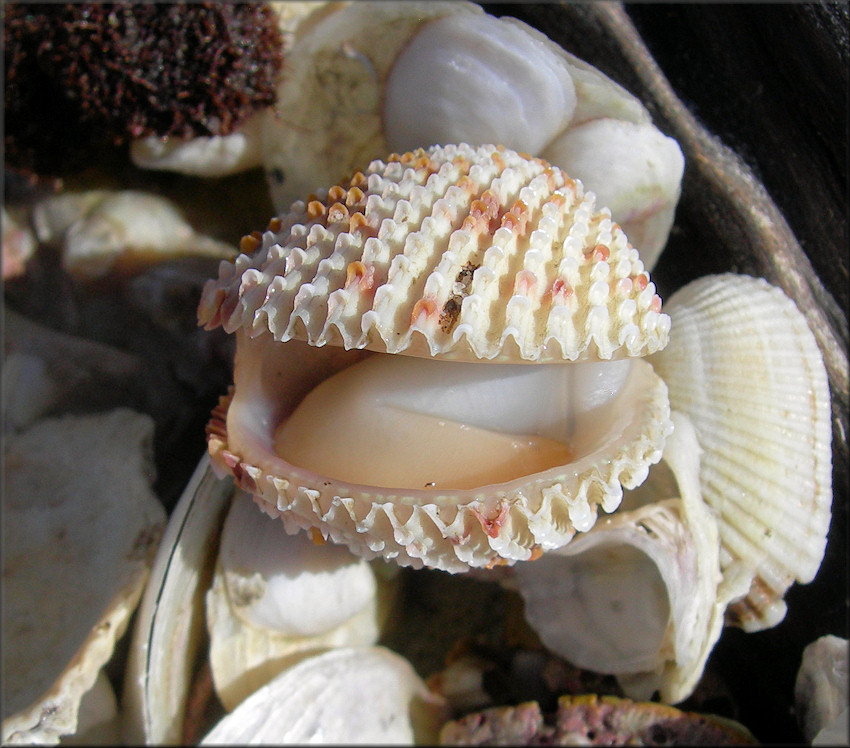 Trachycardium egmontianum (Shuttleworth, 1856) Florida Pricklycockle