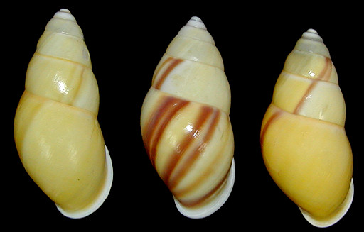 Amphidromus chloris (Reeve, 1848)