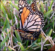 Monarch [Danaus plexippus] Mating