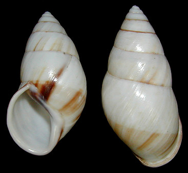 Amphidromus inversus inversus (Muller, 1774)