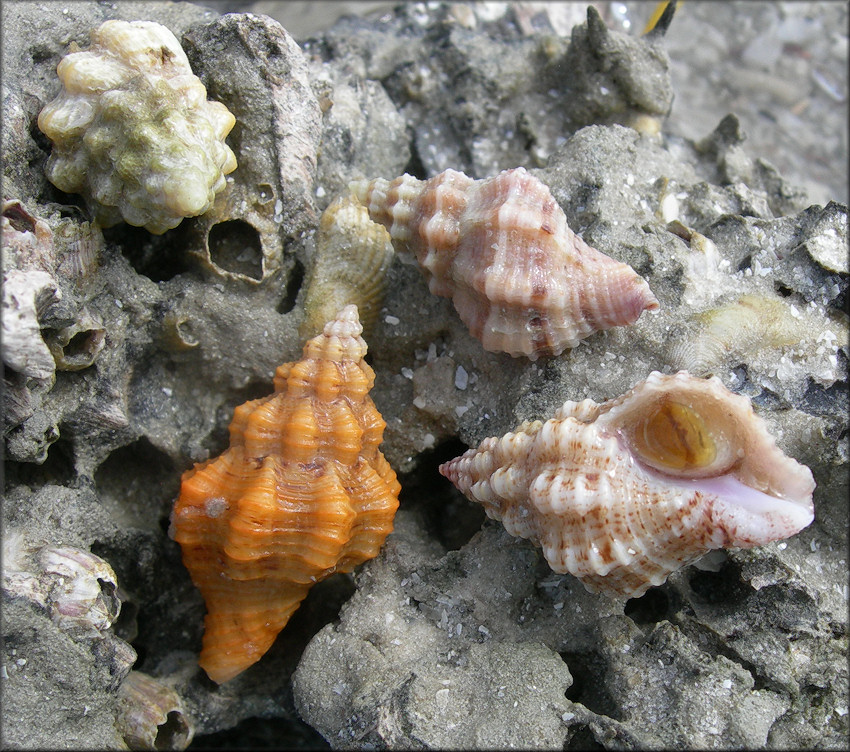 Vokesinotus perrugatus (Conrad, 1846) Gulf Oyster Drill