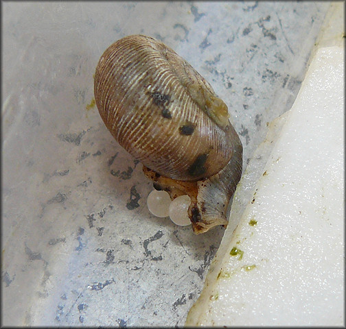 Daedalochila auriculata Laying Eggs