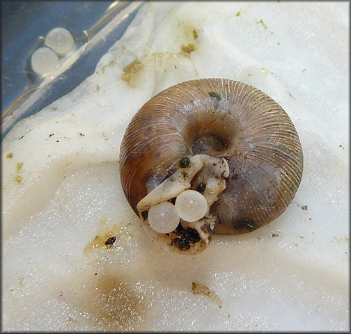 Daedalochila auriculata Laying Eggs