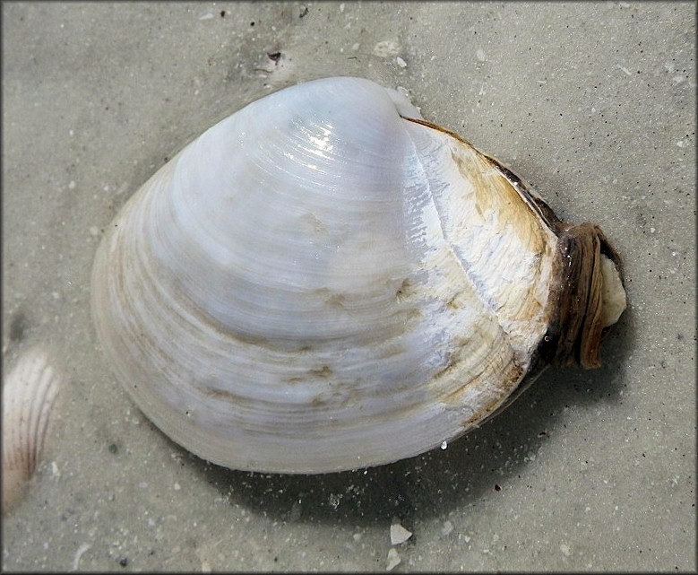 Anatina anatina (Spengler, 1802) Smooth Duckclam