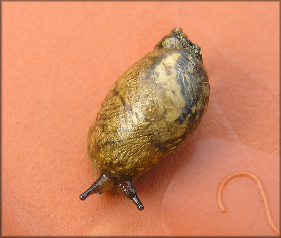 Succinea unicolor Tryon, 1866 Squatty Ambersnail