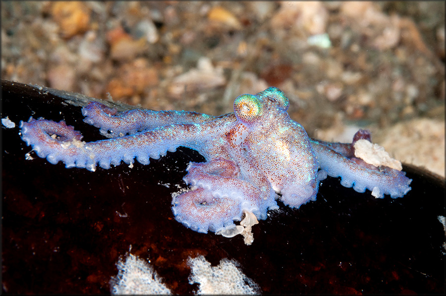 Octopus briareus Robson, 1929 Caribbean Reef Octopus