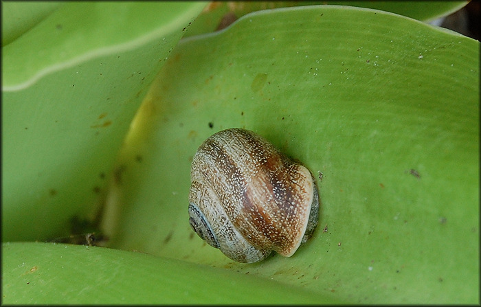 Otala punctata (Mller, 1774) In Situ