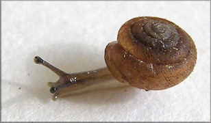 Lobosculum pustula (Frussac, 1832) Grooved Liptooth