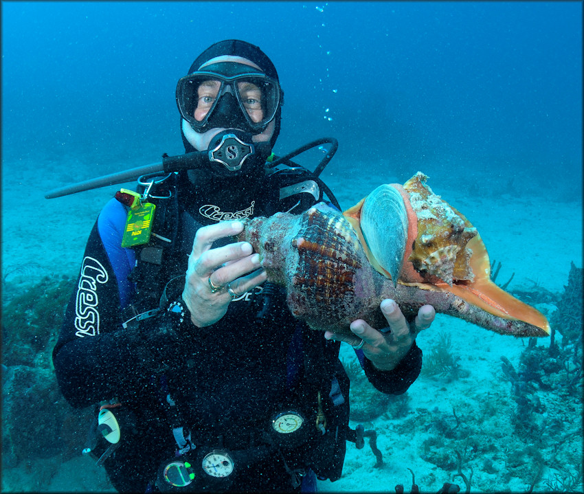 Triplofusus giganteus (Kiener, 1840) Feeding On Lobatus gigas (Linnaeus, 1758)