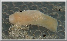 Cylichnella bidentata (d’Orbigny, 1841) Two-tooth Barrel-bubble