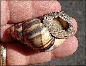 Orthalicus reses reses (Say, 1830) Stock Island Tree Snail