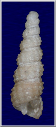 Metaxia rugulosa (C. B. Adams, 1850)