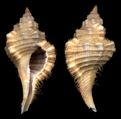 Cymatium (Turritriton) vespaceum (Lamarck, 1822)