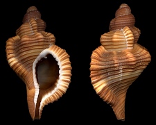 Cymatium (Reticutriton) lineatum (Broderip, 1833)