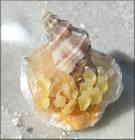 Vokesinotus perrugatus (Conrad, 1846) Gulf Oyster Drill And Eggs