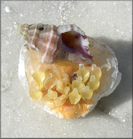 Vokesinotus perrugatus (Conrad, 1846) Gulf Oyster Drill And Eggs