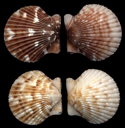 Argopecten nucleus (Born, 1778) Nucleus Scallop