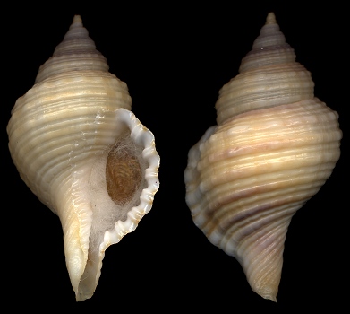 Cymatium (Monoplex) tranquebaricum (Lamarck, 1816)