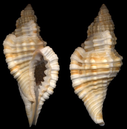 Cymatium (Monoplex) krebsii (Mrch, 1877)