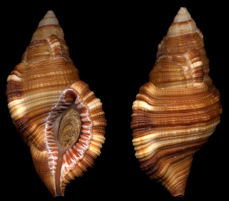 Cymatium (Monoplex) macrodon (Valenciennes, 1832)