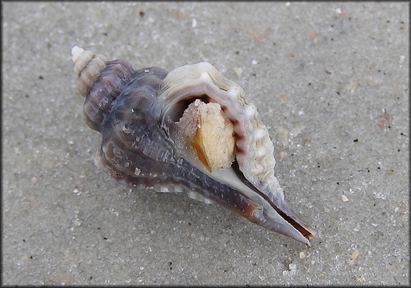 Eupleura caudata (Say, 1822) Thick-lip Drill