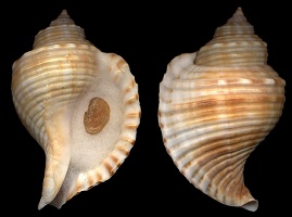Type species: Linatella caudata (Gmelin, 1791)