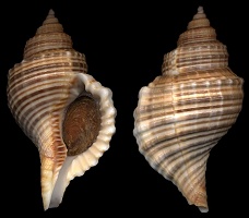 Linatella wiegmanni (Anton, 1838)